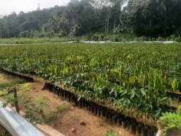 Mirigama Nursery